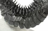 Curved Drotops Armatus Trilobite - Super Spiny #37517-6